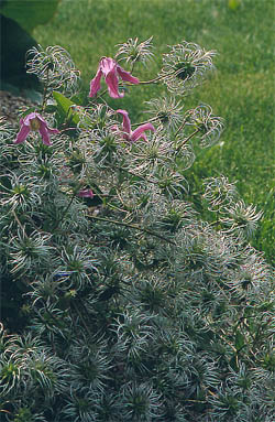 ph roslina 0305 integrifolia rosea kwiatostany
