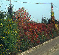 jouiniana praecox plot jesien