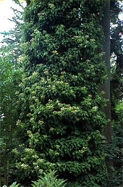 Schizophragma hydrangeoides porastająca drzewo (fot. Sz. Marczyński)