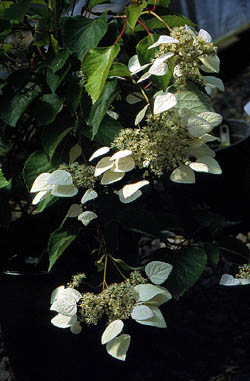 Schizophragma hydrangeoides kwiaty (fot. Sz. Marczyński)