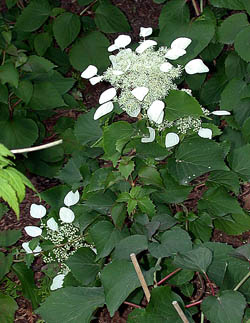 Schizophragma hydrangeoides - kwiaty (fot. Sz. Marczyński)