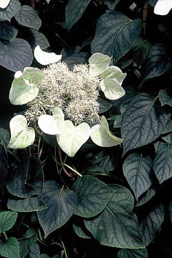 Schizophragma hydrangeoides kwiaty (fot. Sz. Marczyński)