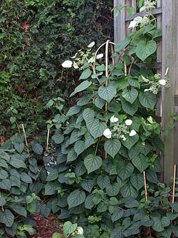 Schizophragma hydrangeoides 'Moonlight' (fot. Sz. Marczyński)