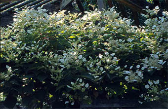 Schizophragma hydrangeoides - jako roślina okrywowa (fot. Sz. Marczyński)