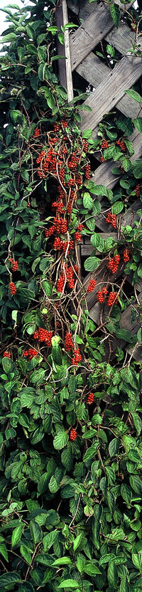 Cytryniec chiński (Schisandra chinensis) krzak