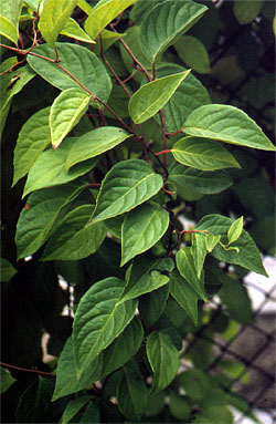 Cytryniec chiński (Schisandra chinensis) liscie