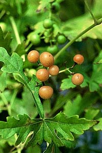 ampelopsis aconitifolia owoce