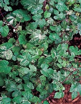 ampelopsis glandulosa elegans owoce ampelopsis glandulosa elegans owoce