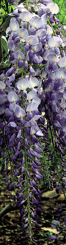 ph roslina 0400 wisteria