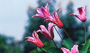 clematis texensis Duchess of Albany kwiaty