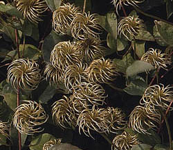 clematis texensis Duchess of Albany owocostany