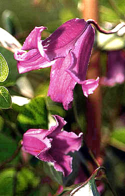 clematis texensis Etoile Rose