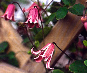 clematis texensis Etoile Rose kwiaty