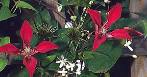 clematis texensis Gravetye Beauty kwiaty