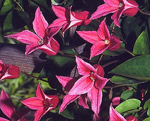 ph roslina 0409 clematis texensis Princess Diana