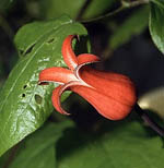 clematis texensis red