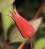 ph roslina 0409 clematis texensis red beak