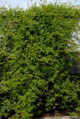 ampelopsis aconitifolia ampelopsis aconitifolia