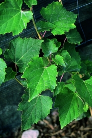ampelopsis bodinieri liscie ampelopsis bodinieri liscie
