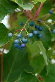 ampelopsis bodinieri owoce