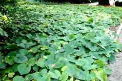 ph roslina aristolochia durior okrywowa