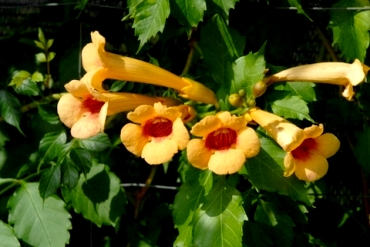 Campsis radicans 'Judy' - kwiaty (fot. Sz. Marczyński)