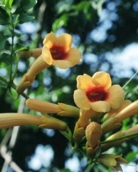 Campsis radicans 'Judy' - kwiaty (fot. Sz. Marczyński)