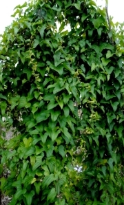 ph roslina dioscorea batatus cala