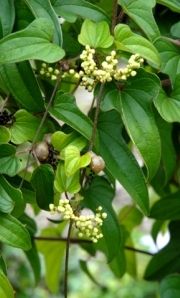 Dioscorea batatus - liście, kwiaty i bulwy powietrzne (fot. Sz. Marczyński)