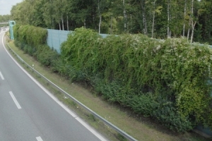 Fallopia aubertii porasta ekran dźwiękochłonny przy autostradzie. Fot. Szczepan Marczyński Fallopia aubertii porasta ekran dźwiękochłonny przy autostradzie. Fot. Szczepan Marczyński
