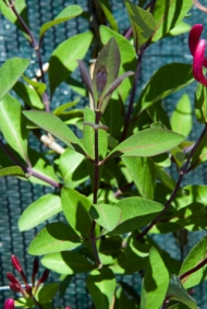 lonicera periclymenum chojnow liscie