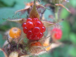 Owoc jeżyny rdzawej (Rubus phoenicolasius)