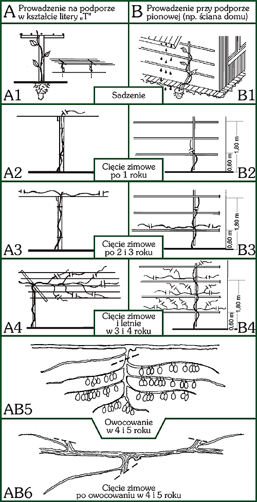 rosliny actinidia ciecie