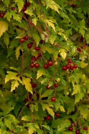 ph rosliny ampelopsis aconitifolia seattle ow li