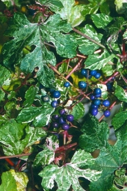 ampelopsis glandulosa elegans owoce ampelopsis glandulosa elegans owoce