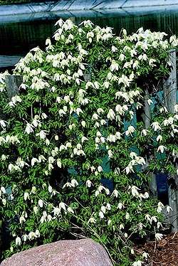 ph_rosliny_clematis_alpina_var_sibirica