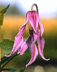 ph_rosliny_clematis_integrifolia_hanajiama