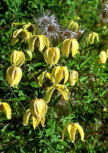 ph rosliny clematis lambton park kwiaty