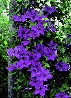 Clematis 'The President'