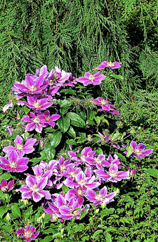 Clematis 'Dr Ruppel' 