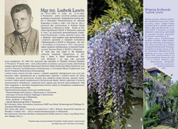 Ulotka o Ludwiku Lawinie i glicynii jego imienia