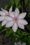 Clematis 'Nina'