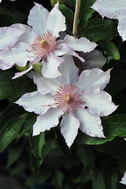 Clematis 'Nina'