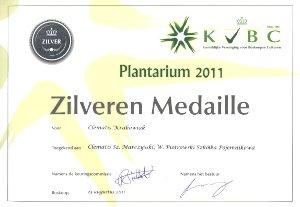 Clematis 'Krakowiak' silver medal