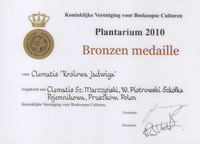 Bronze medal to the Clematis ‘Królowa Jadwiga’