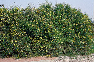 Clematis Grupa Tangutica 'Bill MacKenzie' na ogrodzeniu