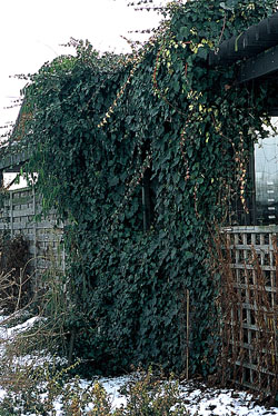 Hedera helix 'Thorndale' na ogrodzeniu i budce