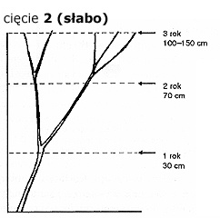 Cięcie pnączy