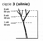 Cięcie pnączy