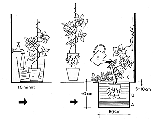 Instrukcja sadzenia powojnika